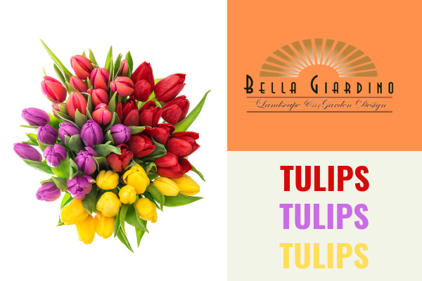 Bulbs to Plant in the Spring – Tulips 2017