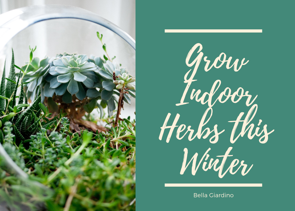 Grow Indoor Herbs this Winter