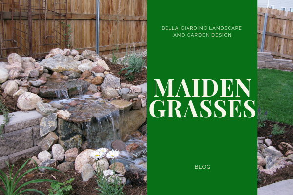 Maiden Grasses