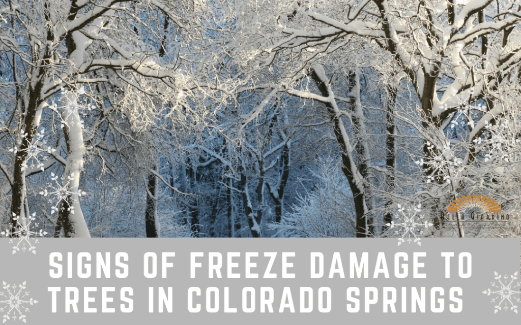Signs of Freeze